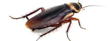 Cockroaches Live in moist, dark, warm out-of-reach places. Usually search for food during the night.