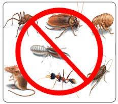 Keeping Your Home Free of Pests Sanitation Remove what attracts pests.