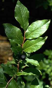 Plant Data Sheet Species Black Huckleberry, Big Huckleberry Vaccinium membranaceum Picture : http://www.cnr.vt.edu/dendro/dendrology/syllabus/vmem.