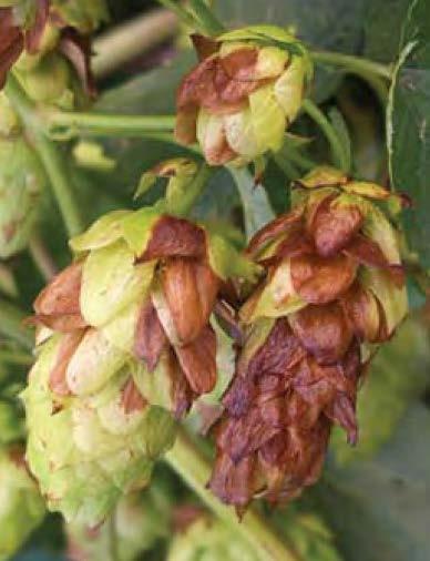How are hops affected by disease?