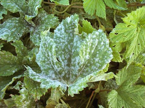 Higher temperatures reduce the susceptibility of leaves to infection.