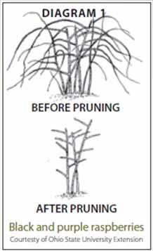 Pruning It