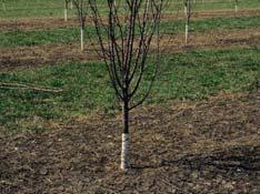 Training and Pruning Pruning is a