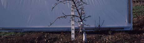 Myrobolan seedling Apricot Manchurian