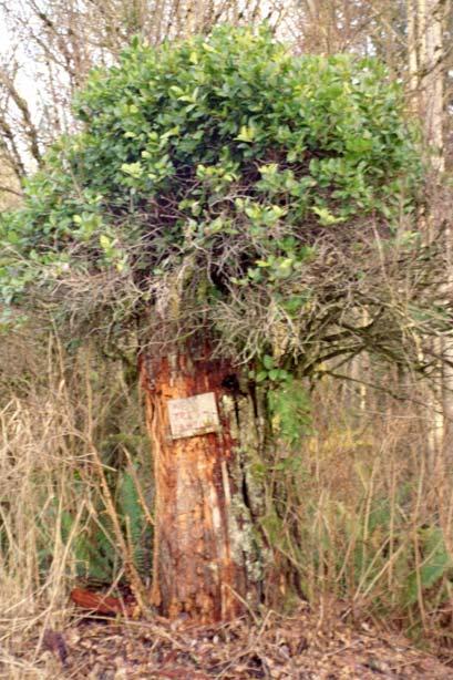 Decaying stumps are good habitat for many species of wildlife, especially insects