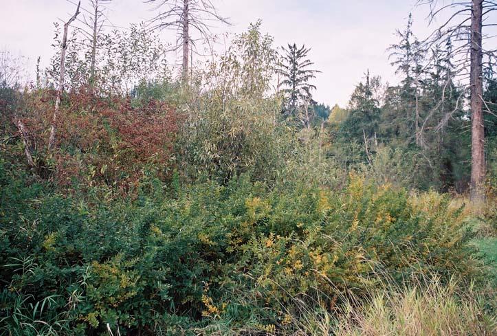 Thickets Thickets are dense groups of small shrubs that grow so closely
