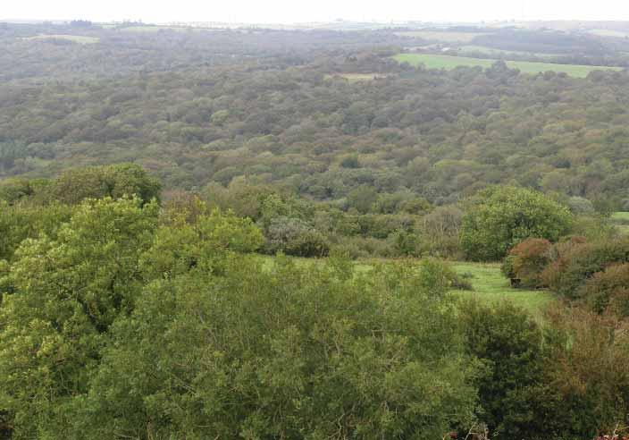 Character Area: Powerstock Woods Although similar in character to other areas within the west of the AONB, the Powerstock Woods marks the transition between the rolling pastoral landscapes of West