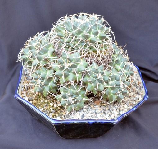 Mammillaria magnimamma photo by Tom Glavich 2017 Cactus and Succulent Workshops Jan Otthona and Senecio Feb Caudiciforms and Medusoid Mar Crests and Monstrose Apr Spring Seed Workshop May Vegetative