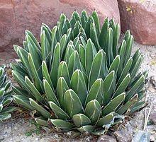 San Gabriel Valley Cactus and Succulent Society Succulent of the Month January 2017 - Agaves Article by Tom Glavich The Agave family, like the Cactaceae family, is entirely new world in origin,