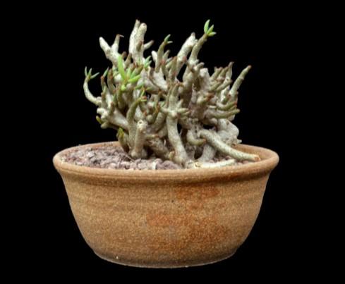 Succulent of the Month February 2017 - Tylecodon (continued) Plants of Note: Tylecodon atrofuscus is one of the best of the dwarf species.