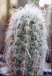 They are robust growers, given adequate water, fertilizer, root room and support. They expect more nitrogen in their soil and more water than most globular cacti, when they are growing.