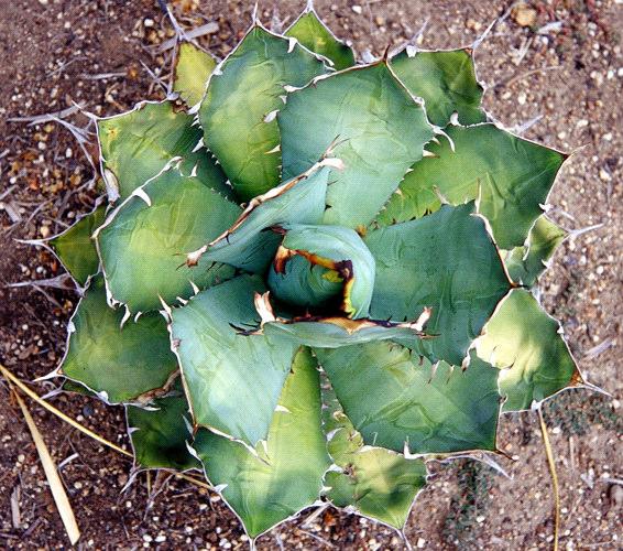 Agave victoria-reginae Agaves are native to Southern North America, Mexico, Central America, Northern South America and the West Indies.. Agaves are easily grown from seed.
