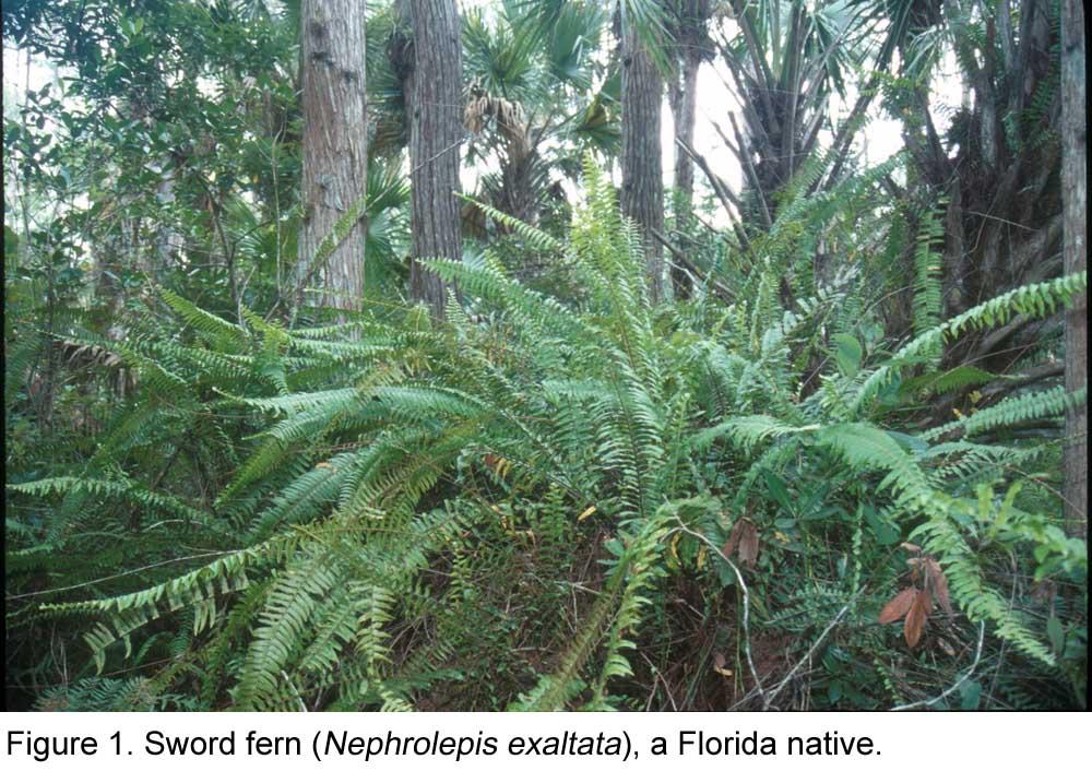 Langeland 2 Introduction Florida's native sword fern, also known as wild Boston fern (Nephrolepis exaltata) (Figure 1) and giant sword fern (Nephrolepis biserrata) (Figure 2) were highly admired by