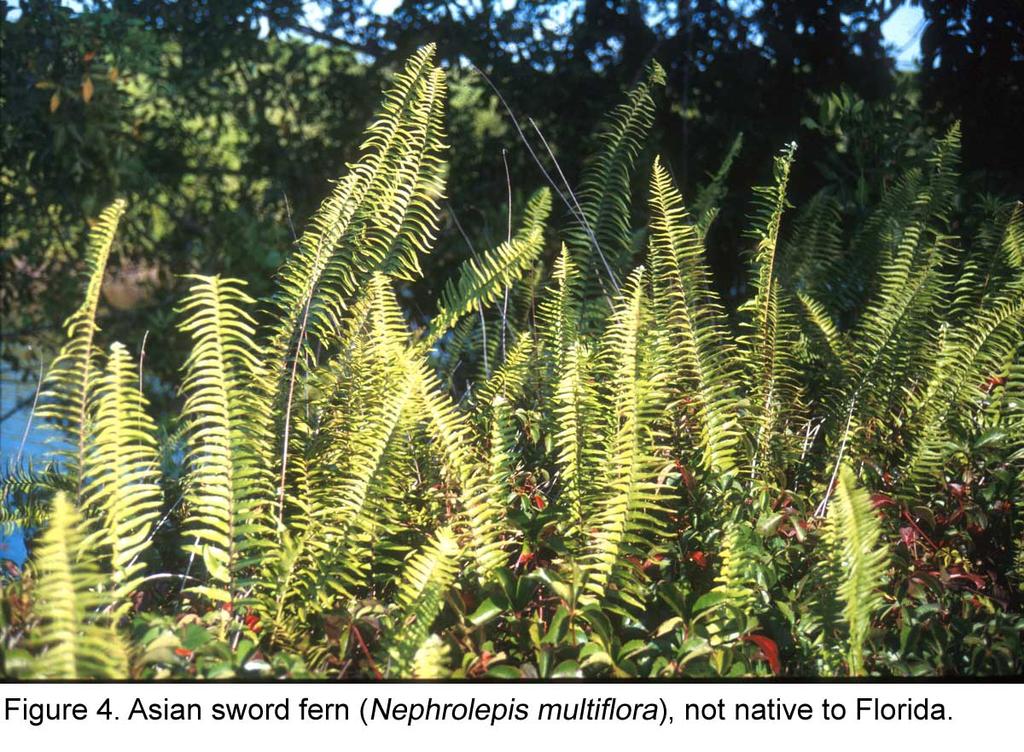 The Florida Nurserymen and Growers Association (FNGA) and FLEPPC, in a 1999 joint decision, encouraged phase-out of tuberous sword fern from the growing and landscape market (Aylsworth 1999).