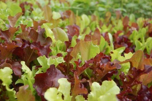 Lettuce & Salad Mix Harvest in morning. Heads should be well formed, but not bolting (bitter) typically 6-8 weeks Leaf/Baby: typically ready at 4 weeks Use field knives or scissors.
