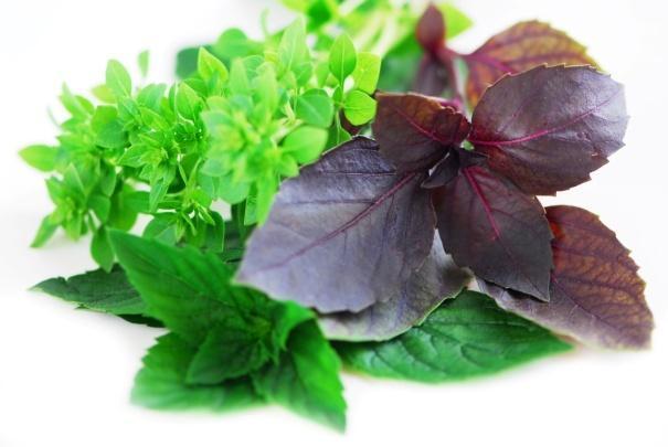 Herbs Harvest in morning when aromatic oils are at peak - just after dew dries. Avoid harvest when wet can cause damage especially to basil! Cut with clippers, snips or a knife.