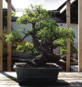 Here are some pictures of my favorite bonsai. ~Photo by Lisa Borman Bednar Chinese Juniper Forest, in training since 1953. This was my favorite forest planting.