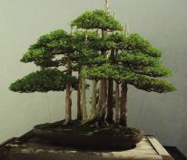 How many years interested in bonsai/how many years in our group: From a high of 75, deer, winter damage and critters like squirrels and chipmunks have reduced it to 24.