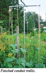 long bamboo poles. Set up this teepee with the legs spread about 4 feet apart and shove the ends 3 to 4 inches into the soil. Plant 5 or 6 beans, 3 inches apart, scar side down, around each pole.