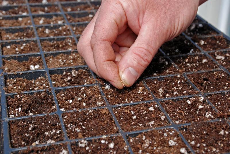 their size? Using this guide, plant two seeds per cell in the seed starting cells, then cover lightly with the soil.