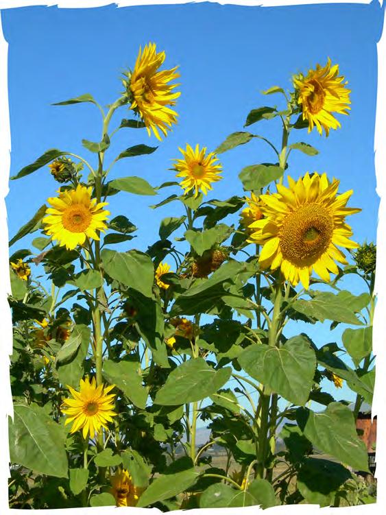 Fun Gardening Projects Plant a Sunflower House Kids love playhouses, and what better way to create one outside than with bright, cheery and easy-to-grow sunflowers?