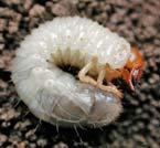 White grub Brown, sclerotized head for jaws 3 prwell developed legs C shaped soft, white body ID raster patterns spines & hairs Protected habitats *Factoids Aboveground plants attractive to adults