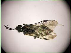 fruit fly / vinegar fly Drosophila Yellowish body and