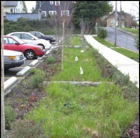 on the east and north sides - consist of lowmaintenance shrubs and groundcovers. o The grassy median between the sidewalk and street receives runoff from the adjacent sidewalk.