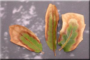 Many times we look on the ground for the presence of fresh or old symptomatic leaves to help us determine if Oak Wilt is present. A cluster of dead Live Oaks can be a symptom of Oak Wilt.