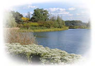 The two goals of the planning and landscape design are as follows: Maintain a high level of aesthetics using the following element s: Example of enhanced wetlands and habitat using native vegetation