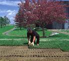 Use and maintain - irrigate, fertilize, mow.