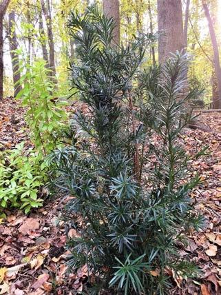 USDA zones 4-8 Shrubby podocarpus Podocarpus macrophyllus var.