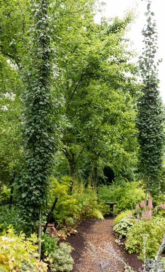 Swedish aspen Populus tremula 'Erecta' Tightly columnar form with green foliage that turns yellow in fall. Needs moisture retentive soil and even tolerates wet soils.