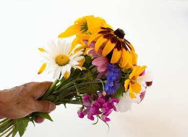 Cutting Fresh Flowers Summer is in full swing and your annuals are blooming non-stop. Bring some of the beauty of your garden indoors by cutting flowers to decorate your home, porch, and deck.