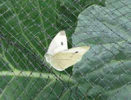 2m high also available on request. Anti-Butterfly Netting Rigid black netting for excluding large insects such as butterflies.