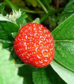 Strawberries Varieties: There are 3 main varieties of strawberries June bearing, everbearing, and day neutral.
