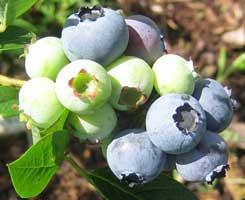also important in choosing a growing site as blueberries have shallow, fibrous roots that can be starved for oxygen in anaerobic soil.