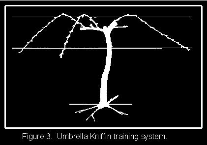 Training systems Umbrella kniffin Thin clusters to 2 per cane