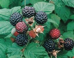 Rows must be narrowed annually Blackberries are not raspberries and are not hardy in WI Varieties Red and