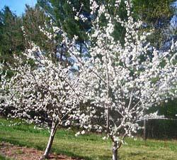 Stone fruits in general Short lived due to fungal and bacterial diseases and borers Flower buds damaged by late frosts or extreme winters Peach and sweet cherry trees can be killed by extreme winters