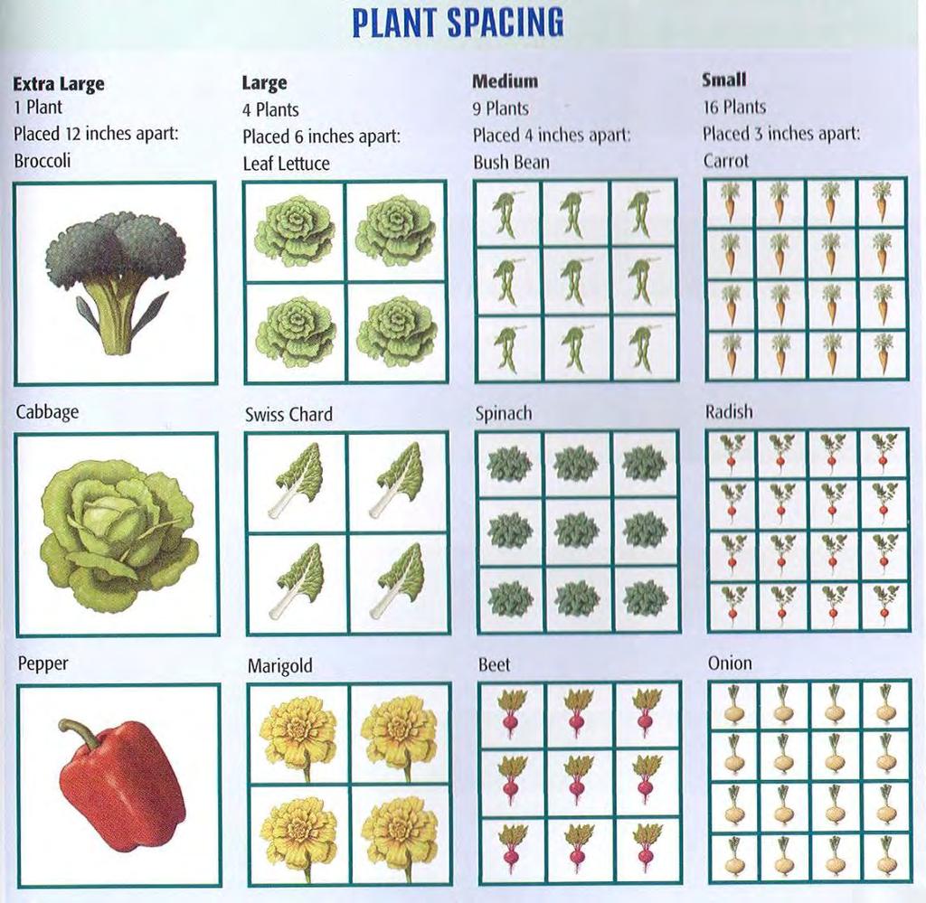 7.Select 1-4-9-16 Number of plants in each square.