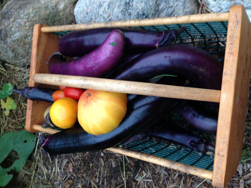 Square Foot Garden to Table One 4x4 box will provide an adult with a salad everyday of the growing season.