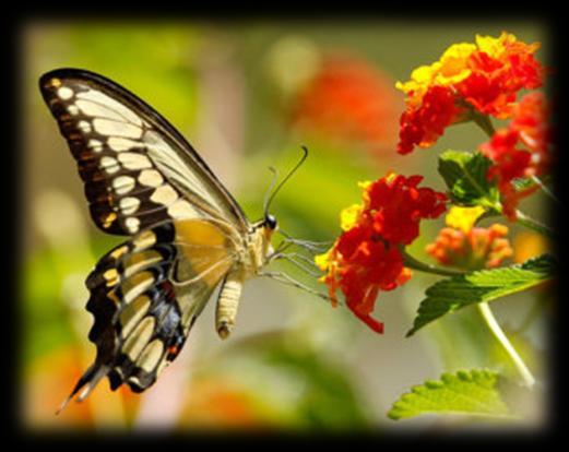 Butterfly Association Southern Lepidopterists Society