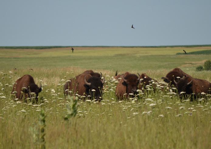 A wealth of diverse species, habitats and cultures thrived here. At the time of Euro-American settlement, upland prairie spread across most of the land south and west of Mankato.