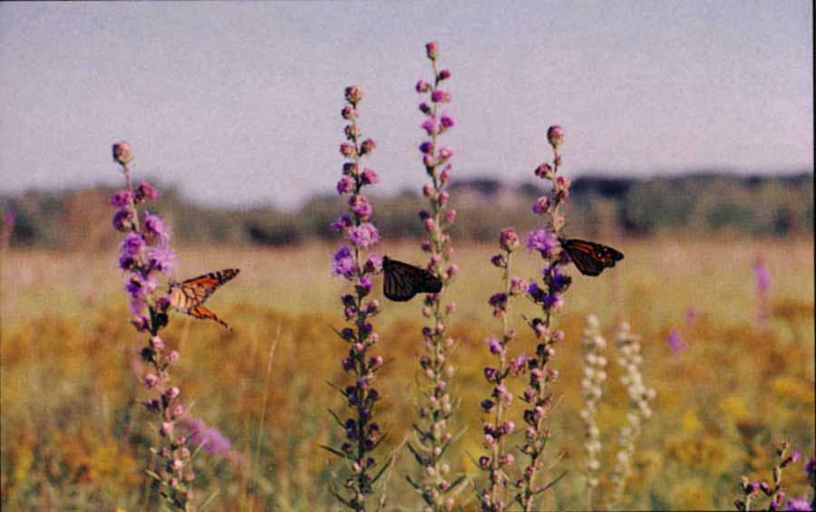 Almost half of Minnesota s rare species are prairie plants and animals (DNR, 2008).