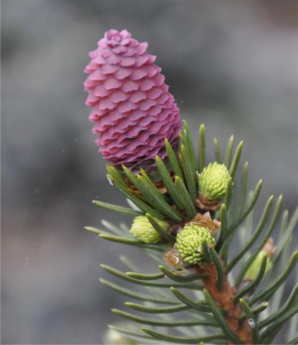 abies Acrocona Pinus parviflora