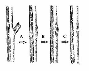 PRUNING METHODS: It is well documented that sharper pruning tools make cleaner cut that generally heal rapidly. Keep pruners and saws sharpened and clean.