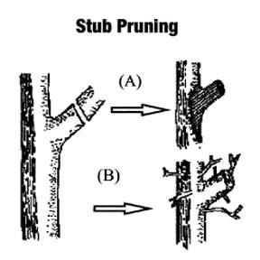 Pruning cuts that leave a branch stump can result in tissue dieback (A) or proliferation of unwanted branches (B).