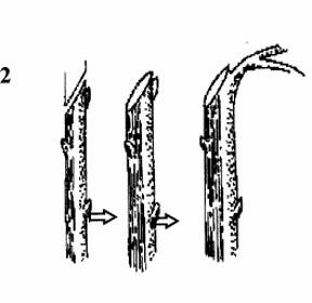 2. Make pruning cut directly above a bud or lateral branch at about a 45 degree angle. Such cuts result in controlled growth of the cut branch and healing of the pruning wound.