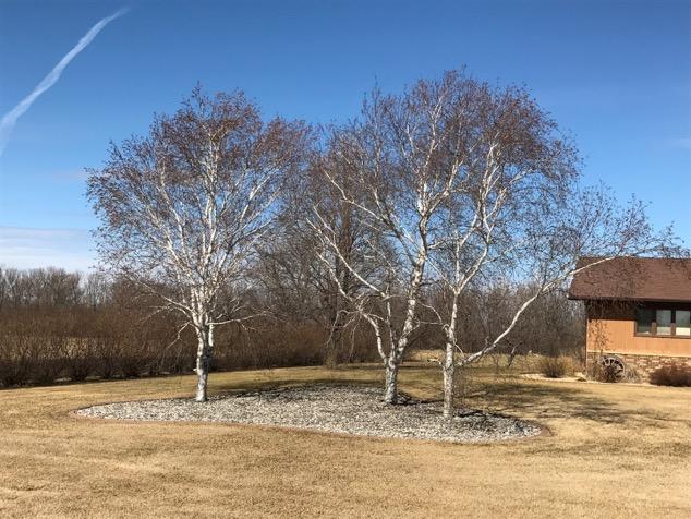 southwest of homes. - Control sod completion, mulch, mulch, mulch. - Avoid damage by mowers and string trimmers. Birch are very thin barked trees.